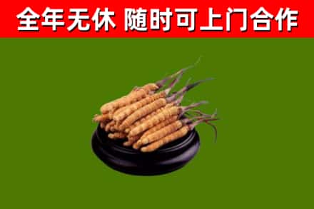 博爱县烟酒回收冬虫夏草.jpg
