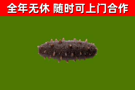 博爱县回收海参干